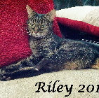 Riley Shahan .2015